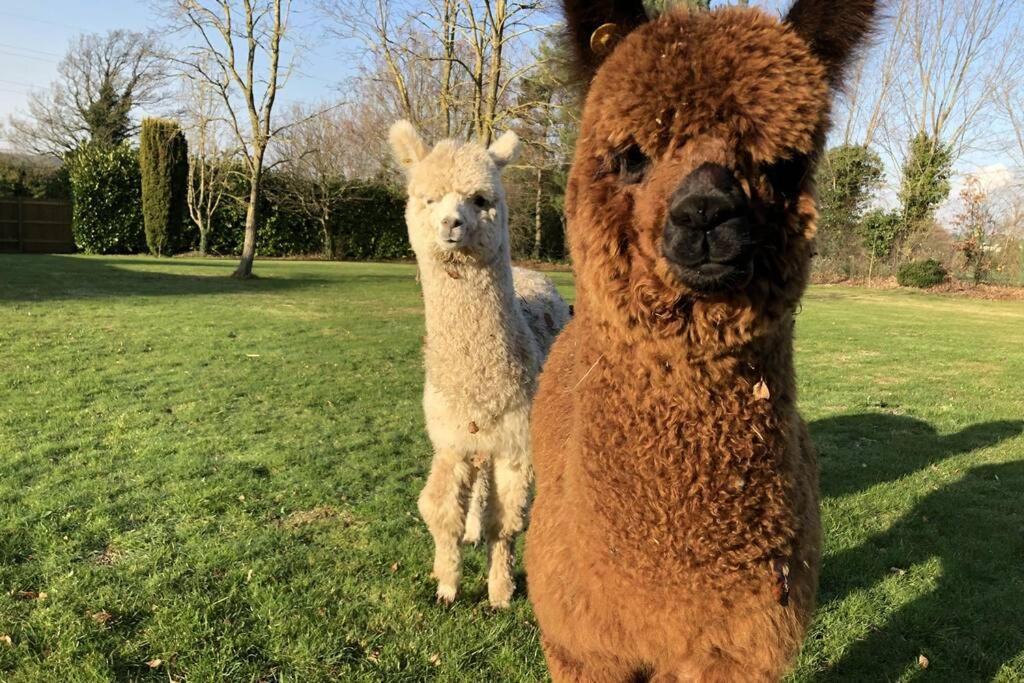 Alpaca Lodge Sittingbourne Exterior foto