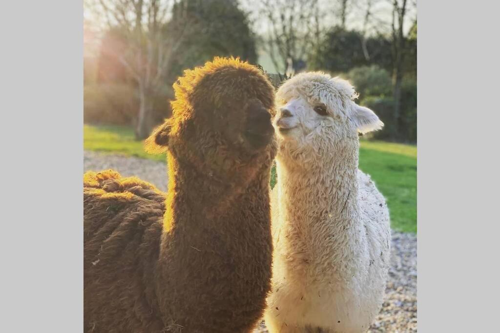 Alpaca Lodge Sittingbourne Exterior foto